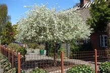 Nordens Oliven `Pendula` toppodet.